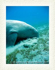 Dugong1