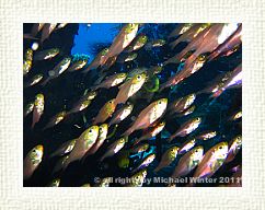 Glassfische