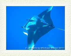 Manta-1
