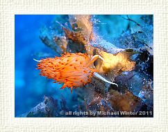 Nacktschnecke-1