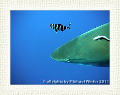 Oceanic12